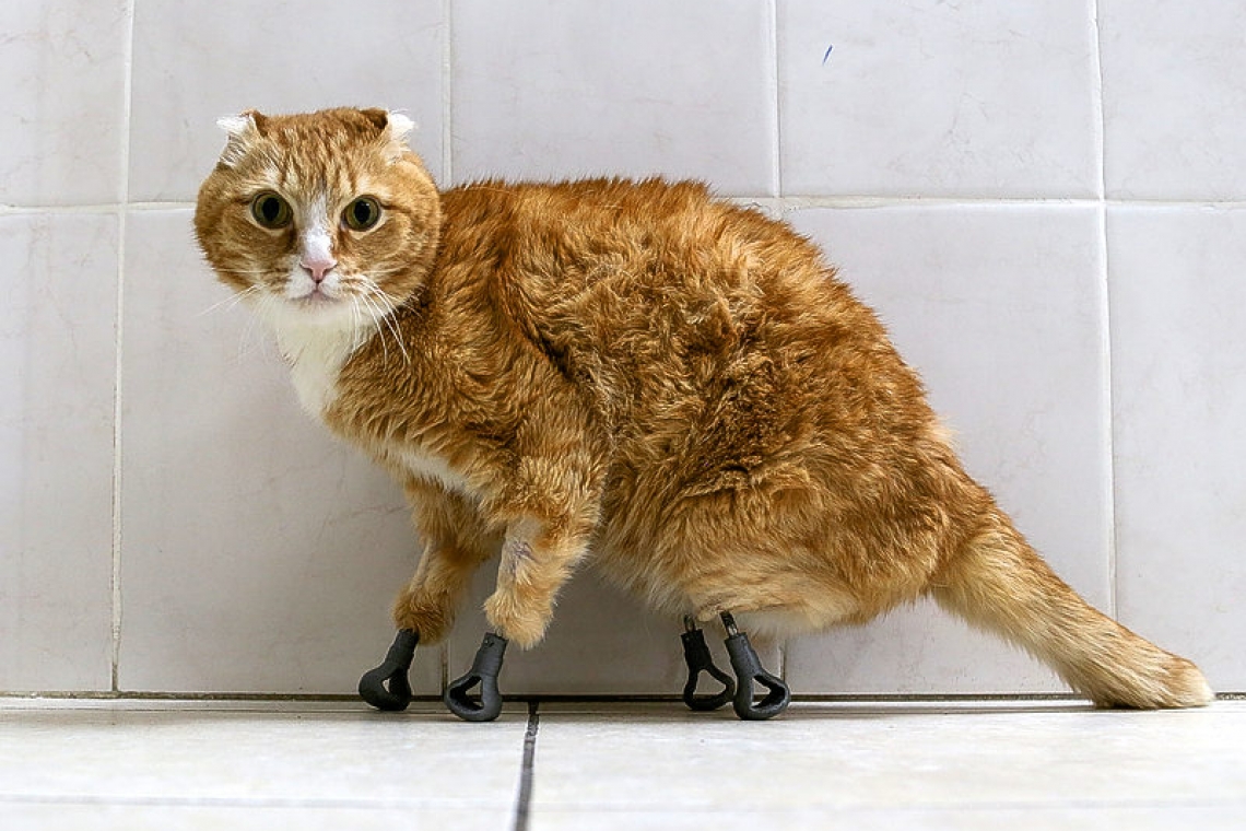 Siberian street cats limp to new life with prosthetic paws